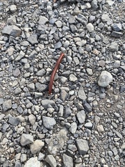 Trigoniulus corallinus