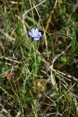 Linum perenne