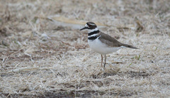 Charadrius vociferus