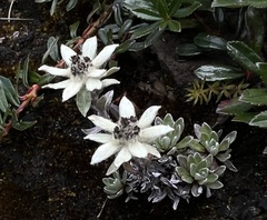 Leontopodium stracheyi