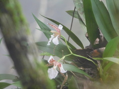 Rhynchostele rossii