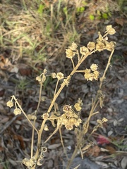 Ruta angustifolia