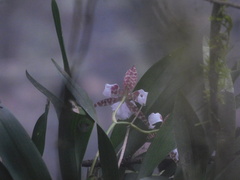 Rhynchostele rossii