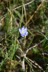 Linum perenne