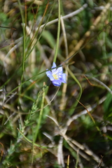 Linum perenne