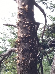 Gymnopilus ventricosus