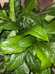Acer negundo