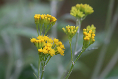 Senecio hypoleucus
