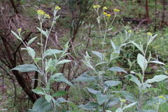 Senecio hypoleucus