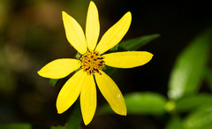 Bidens aristosa