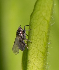 Pissonotus