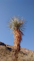 Yucca rigida