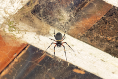 Nephilingis cruentata