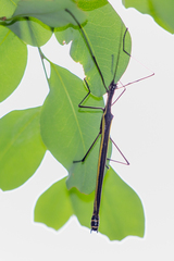 Paraphasma sooretama