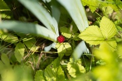 Rubus pubescens
