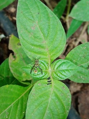 Ropalidia flavobrunnea