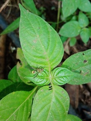 Ropalidia flavobrunnea
