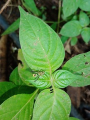 Ropalidia flavobrunnea