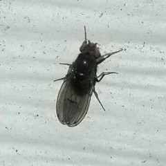 Milichiidae