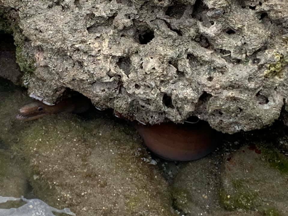 White-margined moray (Enchelycore schismatorhynchus) — Muraenidae