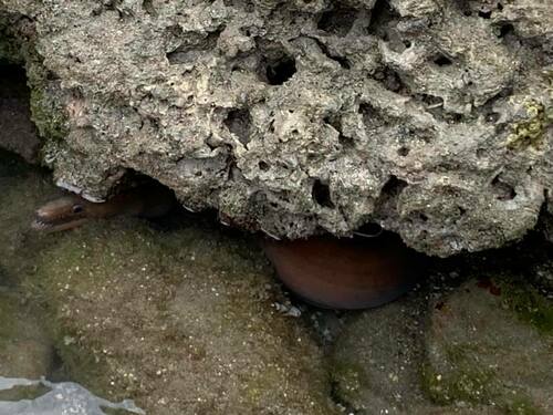 White-margined moray (Enchelycore schismatorhynchus) — Muraenidae