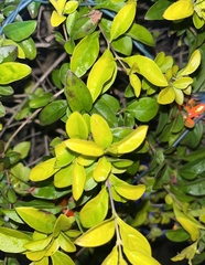 Myrcianthes fragrans