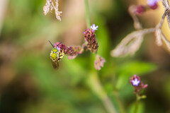 Agapostemon