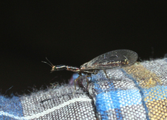 Raphidioptera