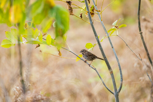 Song Sparrow photographed in Tennessee