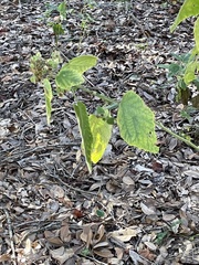 Sida cordifolia