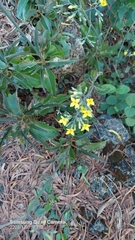 Kalanchoe integra