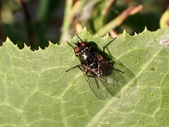 Muscidae