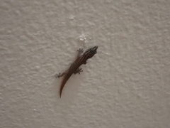 Sphaerodactylus argus