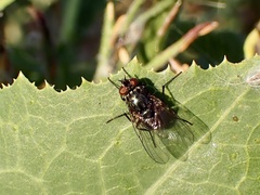 Muscidae