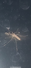 Aedes vexans