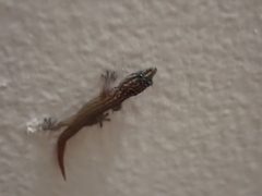 Sphaerodactylus argus