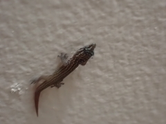 Sphaerodactylus argus