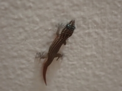 Sphaerodactylus argus