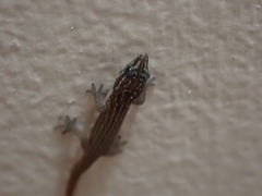Sphaerodactylus argus