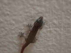 Sphaerodactylus argus