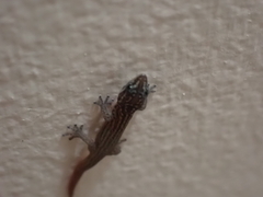 Sphaerodactylus argus