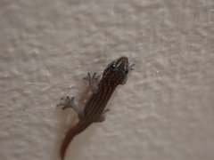 Sphaerodactylus argus