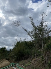 Bambusa stenostachya