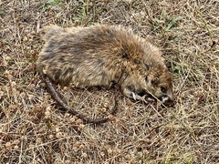 Rattus norvegicus