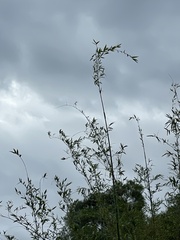 Bambusa stenostachya