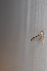 Callibaetis