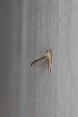 Callibaetis