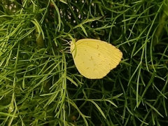 Eurema hecabe