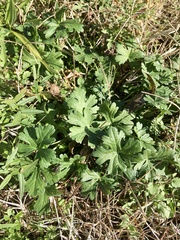 Callirhoe involucrata