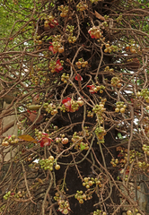 Couroupita guianensis